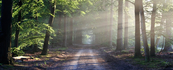 rayos de luz en el bosque