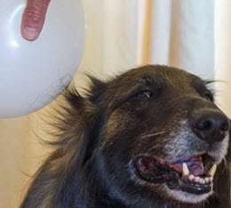 globo con estática en un perro