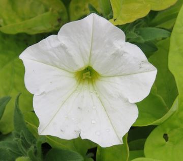 petunia pentagonal