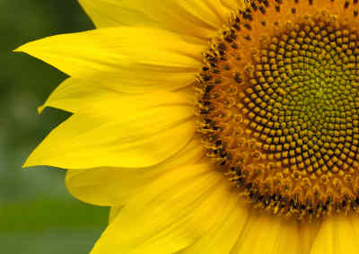 girasol