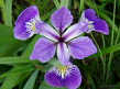 Rompecabezas con Iris Versicolor