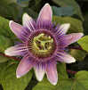 Rompecabezas de Passiflora