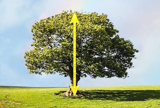 árbol