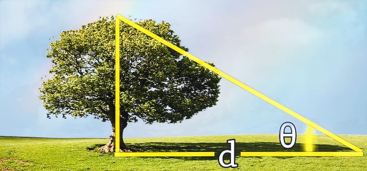 árbol y ángulo theta