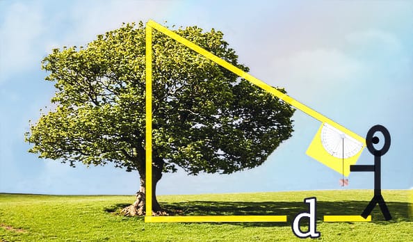 árbol y teodolito