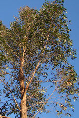 árbol