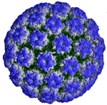 hpv icosaedro