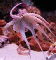 pulpo