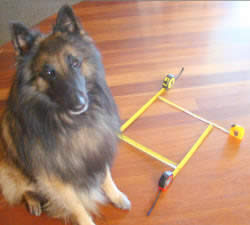 el perro a un lado de un pie cuadrado