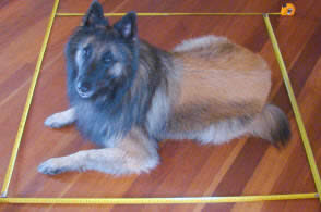 perro dentro de un metro cuadrado